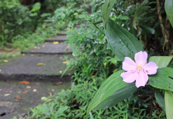 迎日石-外南勢角山-一線天-南勢角山-外挖子山2804495