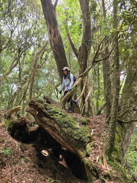 1130511夫拉縱走2501644