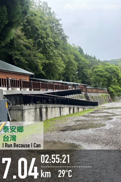 新竹 五峰 觀霧國家森林遊樂區 蜜月小徑+檜山巨木群步道2811476