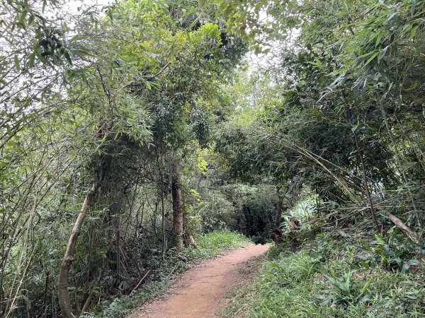 [微笑山線_第二段] 2025_0720 大棟山系_百年大榕樹2843337