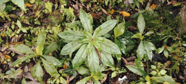 2025/03/16_蓬萊溪護魚步道+萊園坪山2737577