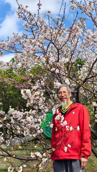 #中山樓 #陽明公園 #十八份 #吉野櫻 #墨染櫻 #青斑蝶 #青帶鳳蝶 #大紅蛺蝶 3/143014895