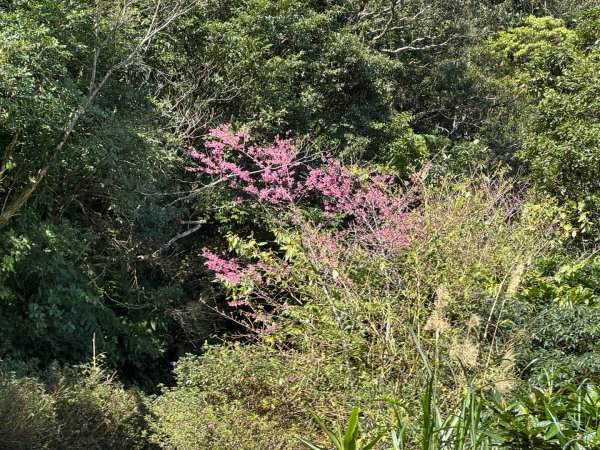 二格山走南邦寮山經草湳福德宮回二格公園3005501