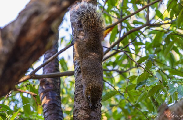 [台北]大崙頭山、碧山巖、忠勇山2746225