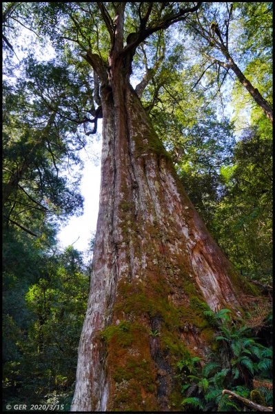 全台最大的紅檜森林 ~ 拉拉山巨木群885529