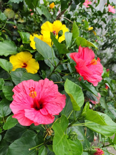 象山公園→糶米古道→土地公嶺步道→博嘉山2790301