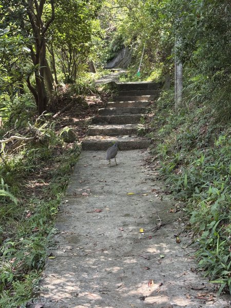 丹鳳山 + 軍艦岩3114088
