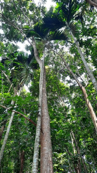 《南投》峰峰相連｜草屯九九峰森林步道O型202509062879232