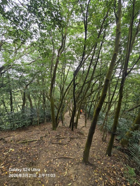 2026-03-21微笑山線：【鳶山山系】鳶山彩壁段3020483