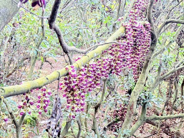 草尾嶺步道血藤花大爆開    2025.3.272748146