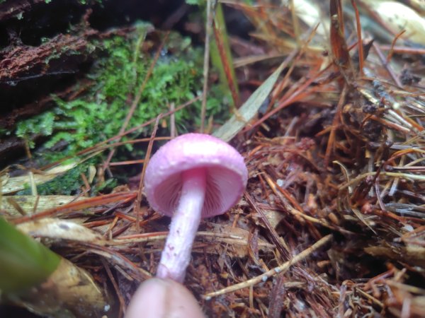 稍來小雪山國家步道、船型山、鞍馬山、鞍馬山東北峰、天池、雪山神木2799765