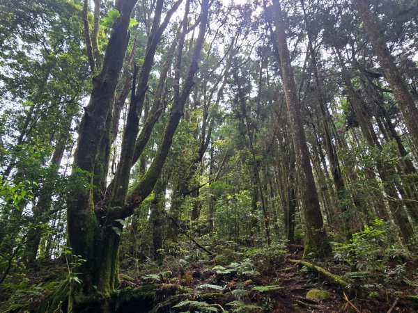 二萬坪山、二萬坪森林步道3055589