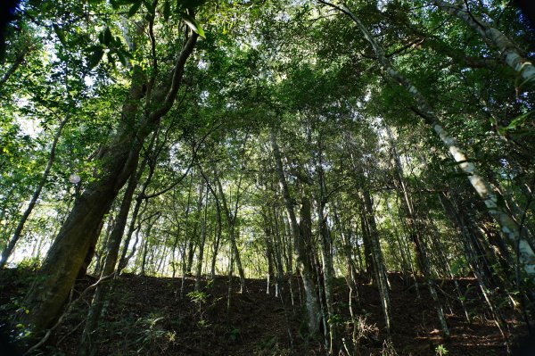 新竹 尖石 屯野生台山、石麻達山、錦屏山2904259