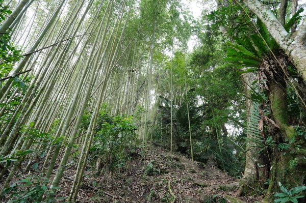 新竹 五峰 鬼澤山2634010