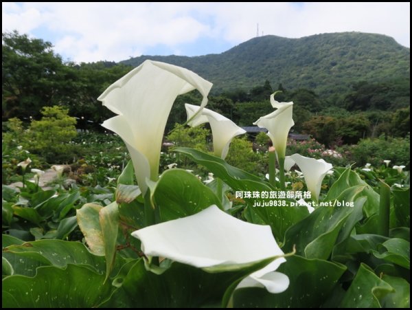 竹子湖繡球花季594236