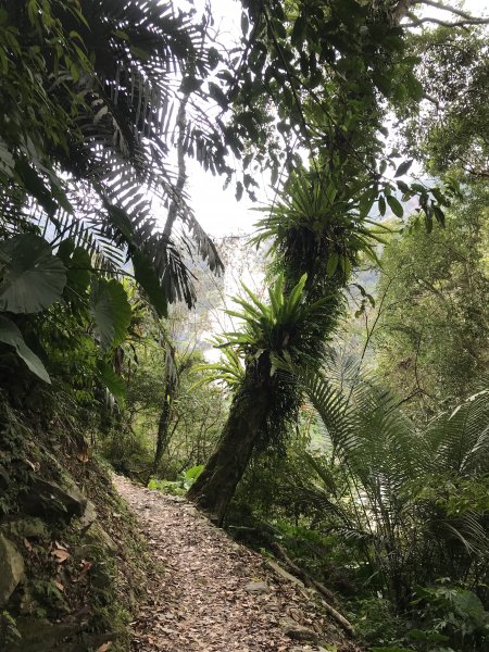 鳩之澤步道-山蘇高掛樹上