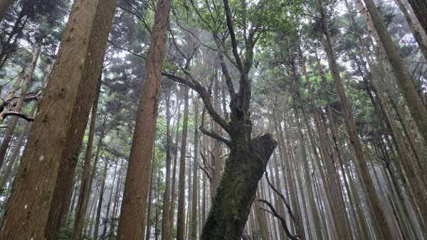 民都有山，夏日首選，好涼爽的中級山，新竹熱門登山景點，時而陽光穿林，時而濃霧彌漫，非常迷人。2827248