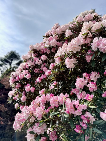 小奇萊賞杜鵑趣--與高山杜鵑的約定    2026.4.283044339