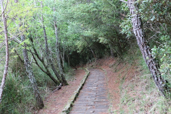 2015-07-18新中橫塔塔加～鹿林山&麟趾山21048