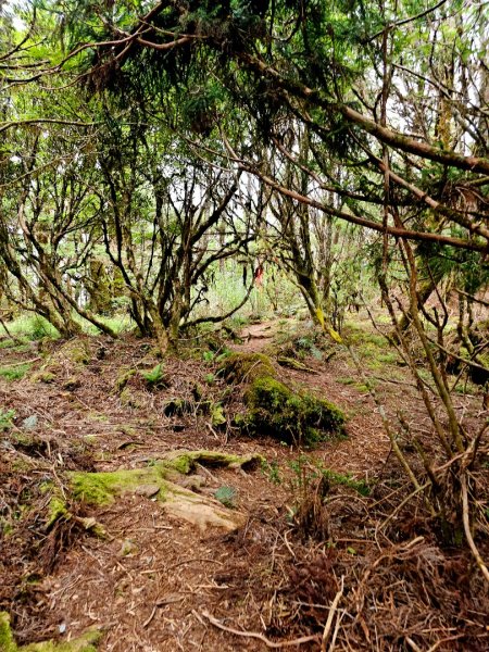 三星山-小百岳#85-宜蘭縣大同鄉2827538