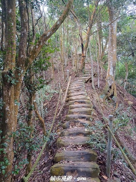 【苗栗銅鑼】健行賞花兩相宜。 銅鑼雙峰山x2023杭菊花季2355271