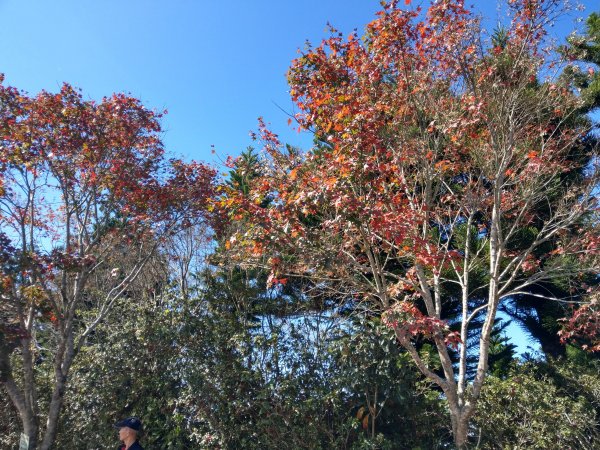 馬那邦山(小百岳#37)登山步道。點點楓紅 2020/12/131425323