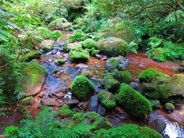 夏季清涼步道 三貂嶺越嶺猴硐古道1030965