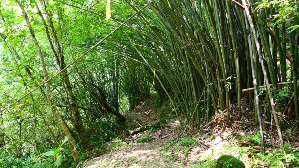 大湖尾,溪尾寮,藤寮坑古道2877526