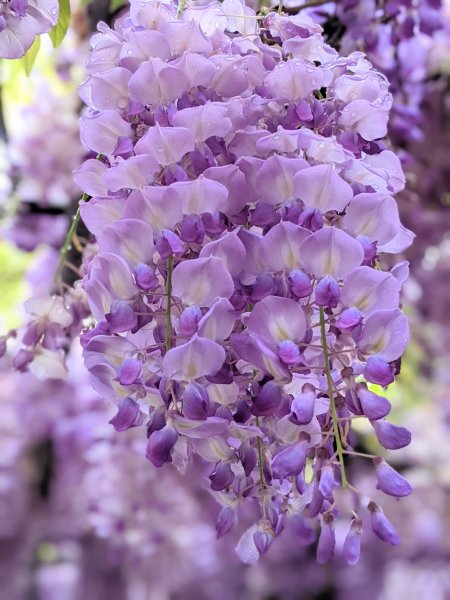 春色三分   一分紫藤 一分櫻花 一分石槽1652146