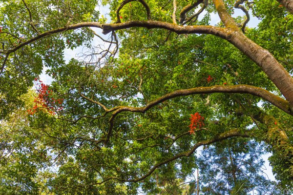 [南投]貓囒山與日月潭2904405