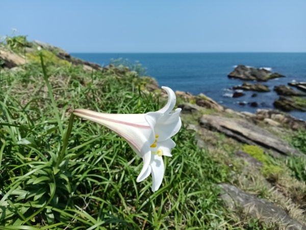 貢寮區龍洞灣岬步道+大禮堂海岸+釣客小徑+金沙灣碉堡野百合2765104