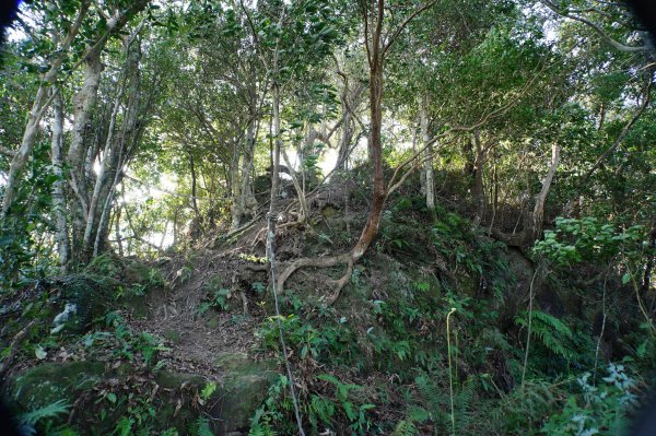 新竹 關西 蓬萊仙島山、石牛山、油井窩山、福大山2982381