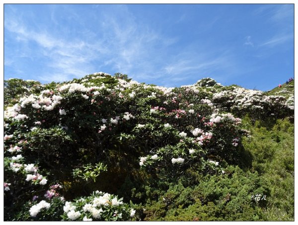 石門山/杜鵑花開1367773