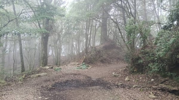 20251010 大雪山國家森林遊樂區 - 船型山林道 登 烏石坑山2911134