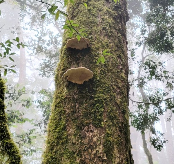 戒茂斯上嘉明湖-20250502-202505042859952