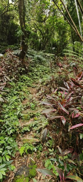 2026-0313 烘爐地步道-南勢角山-紫竹寺3015900