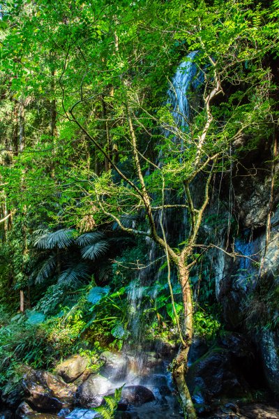 馬武督探索森林2930692