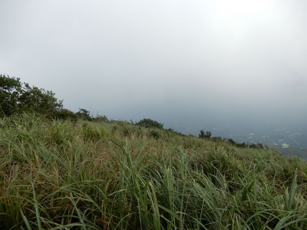 20180726_ 天母古道紗帽山O型372191