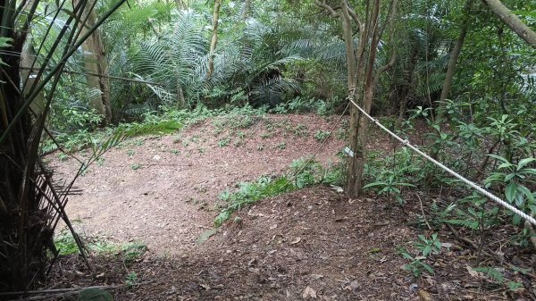 20250607 新竹竹東三山(樹杞林山 - 新具庄山 - 員崠子山)  O型2808889