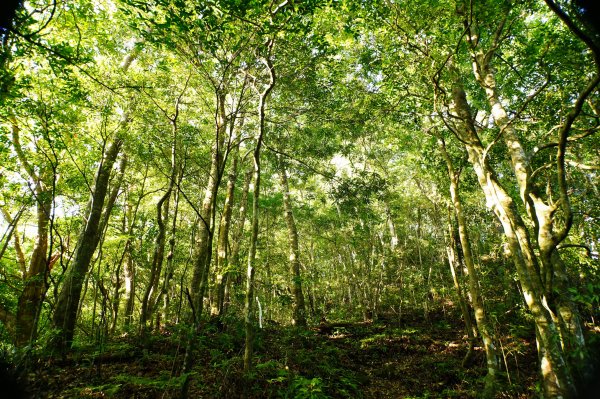 新竹 尖石 大混山、牛欄坑山、李崠山3058556