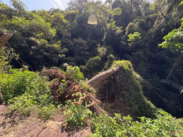 犁頭山、文山步道2835630