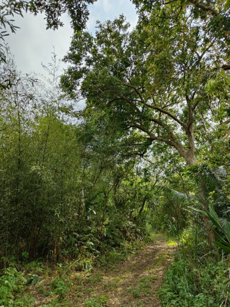 2024.03.24 飛鳳古道2908488