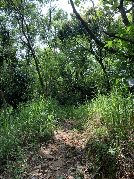 20250906台南口埤山(口碑山)2881402