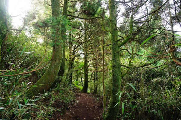新北 三芝 小觀音山群峰3085461