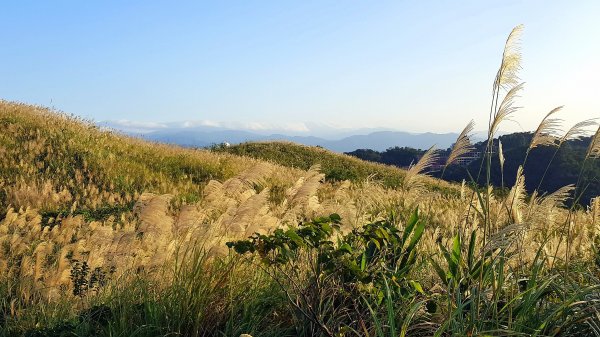 新北樹林-三角埔頂山1420641