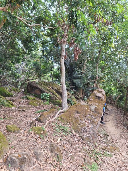 南化鈺鼎步道上糖子恩山+北峰202503152736901