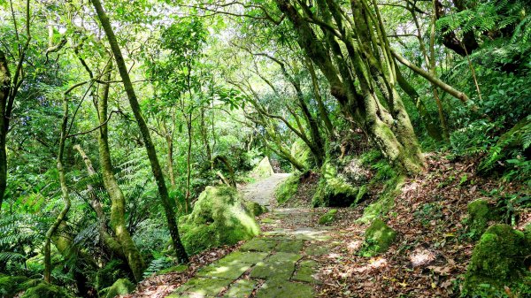 環七星山步道2837882