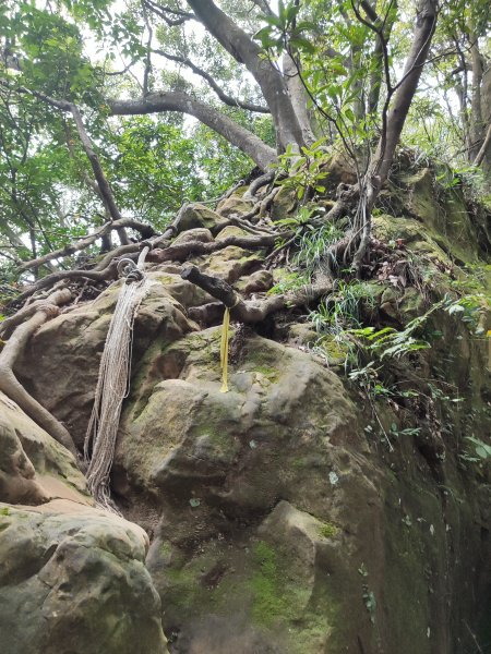 微笑山線：【天上山系】望月亭桐花段2855481