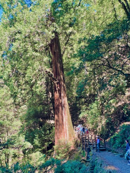 漫遊大雪山森林 訪尋雪山大小神木 快閃天池2922772