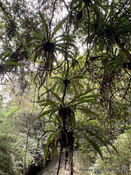 【新竹縣】親民又原始的馬胎古道＋南坪古道2991167